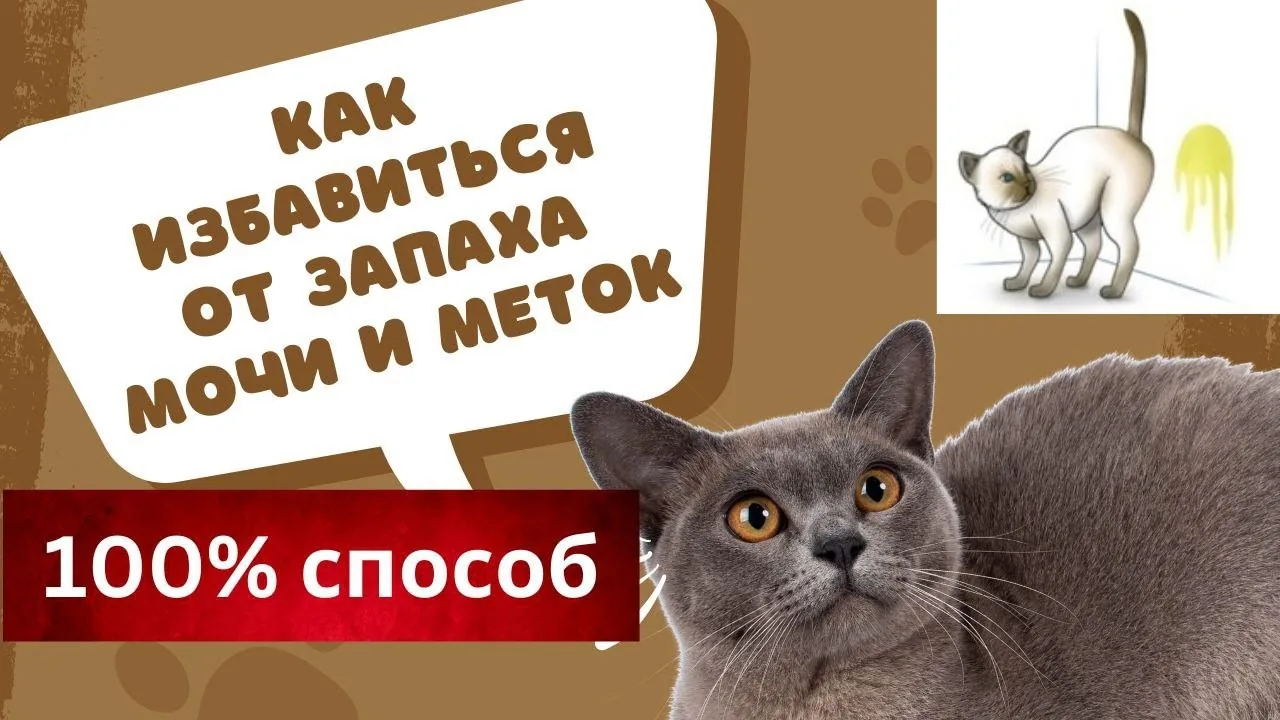 Видео на YouTube