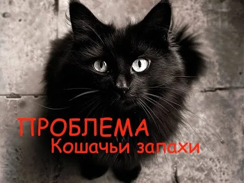 Видео на YouTube