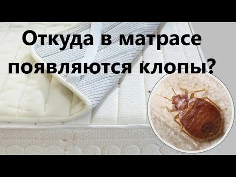 Видео на YouTube